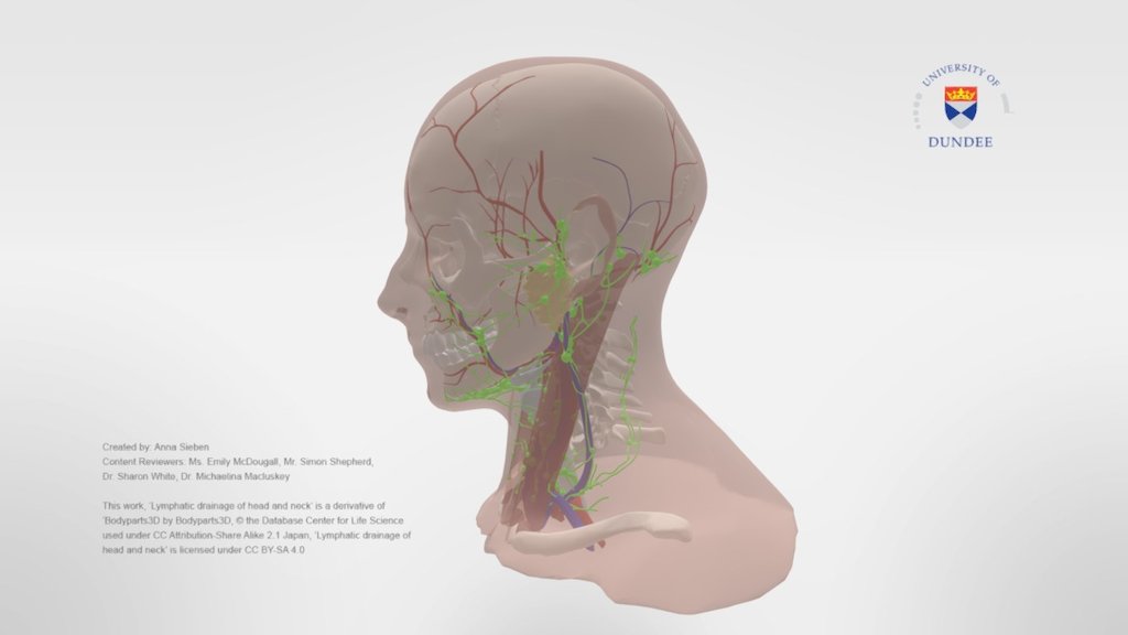 Lymphatics of head and neck 3d model