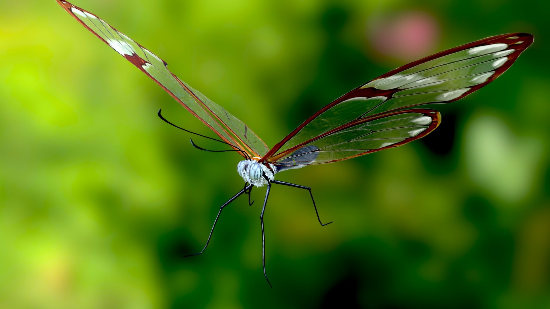 Greta oto  glasswing butterfly 3d model