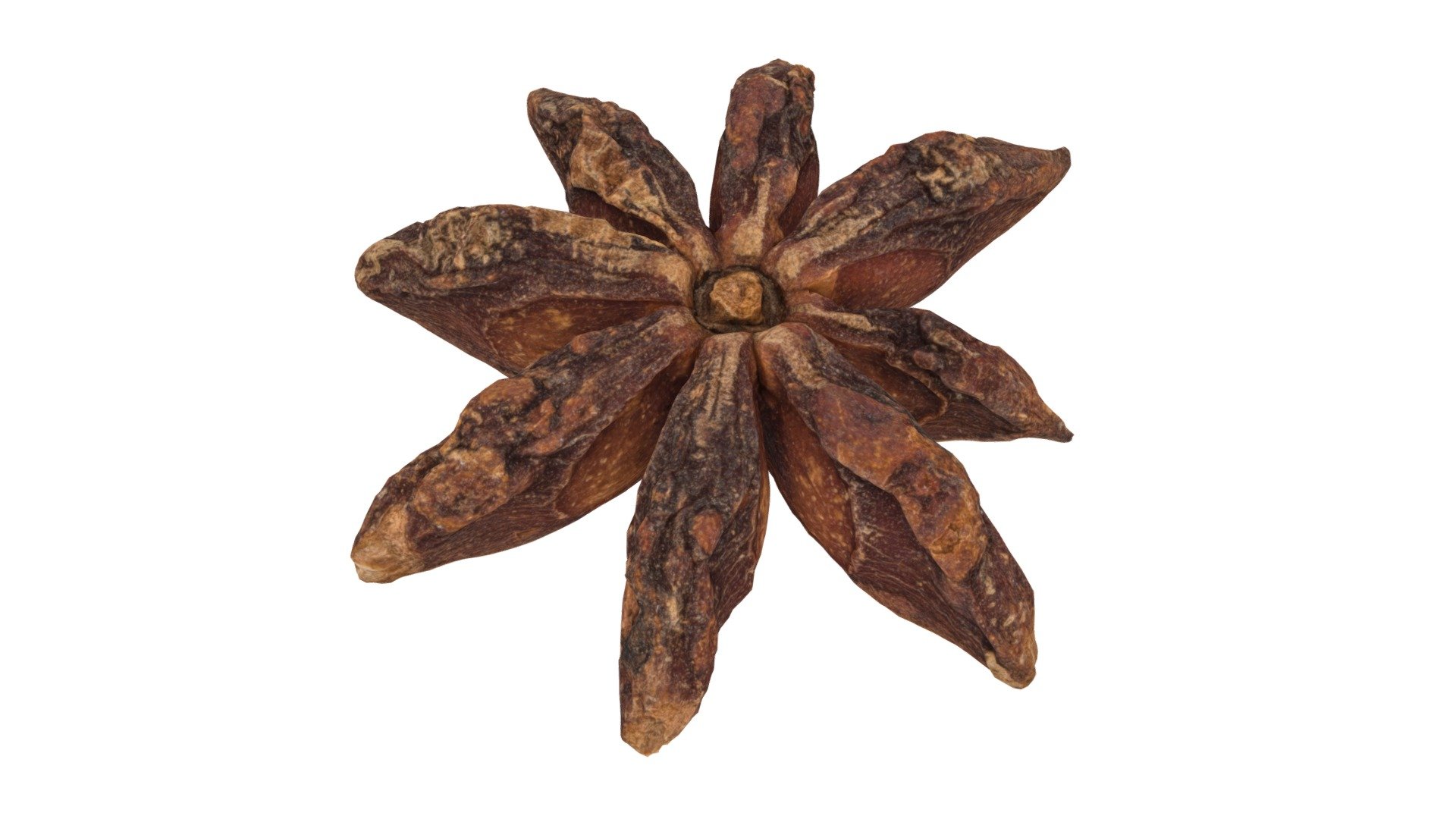 Star Anise #1 3d model