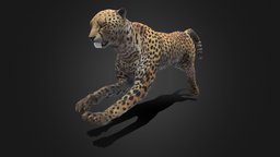 Cheetah