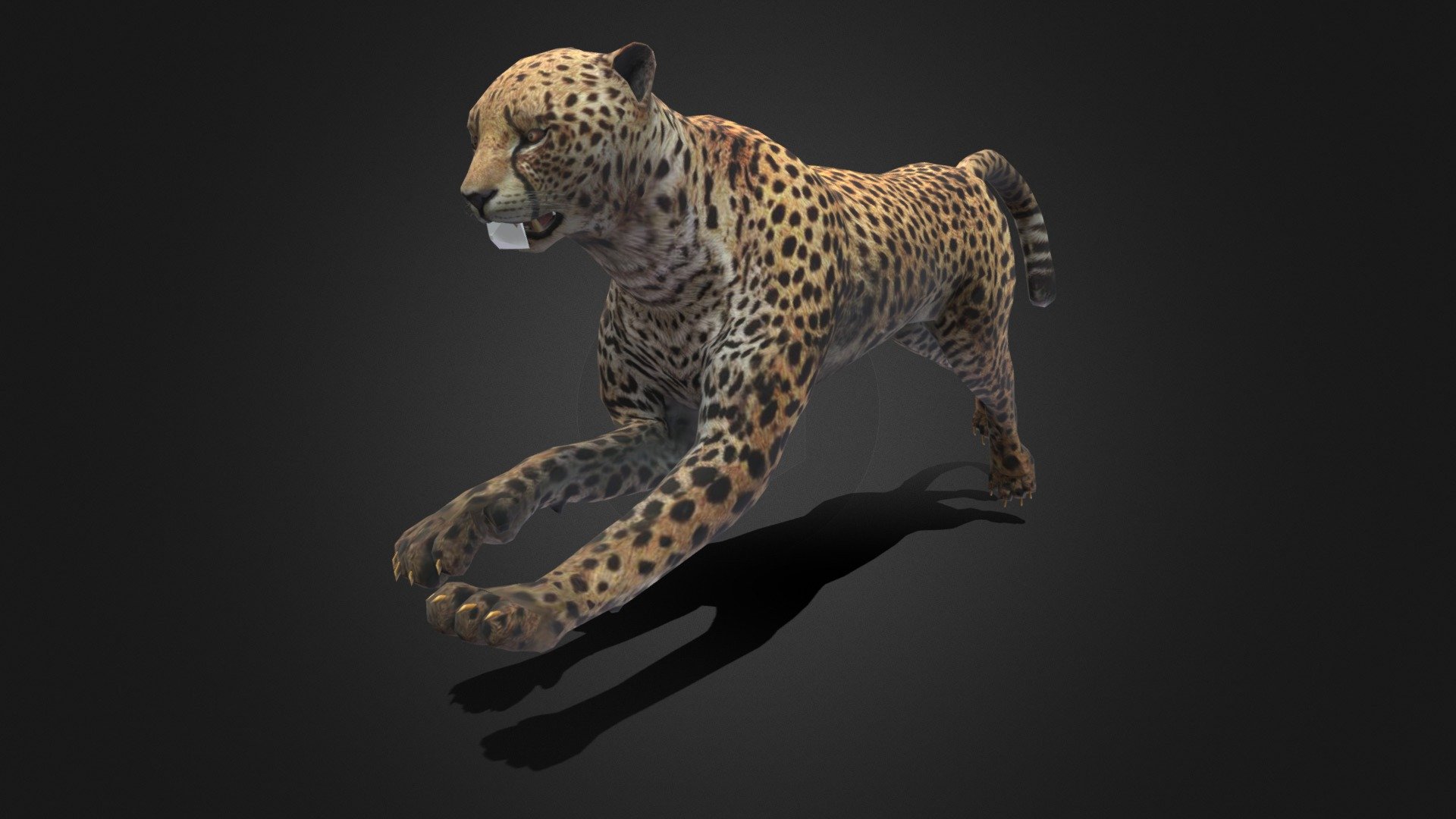 Cheetah 3d model