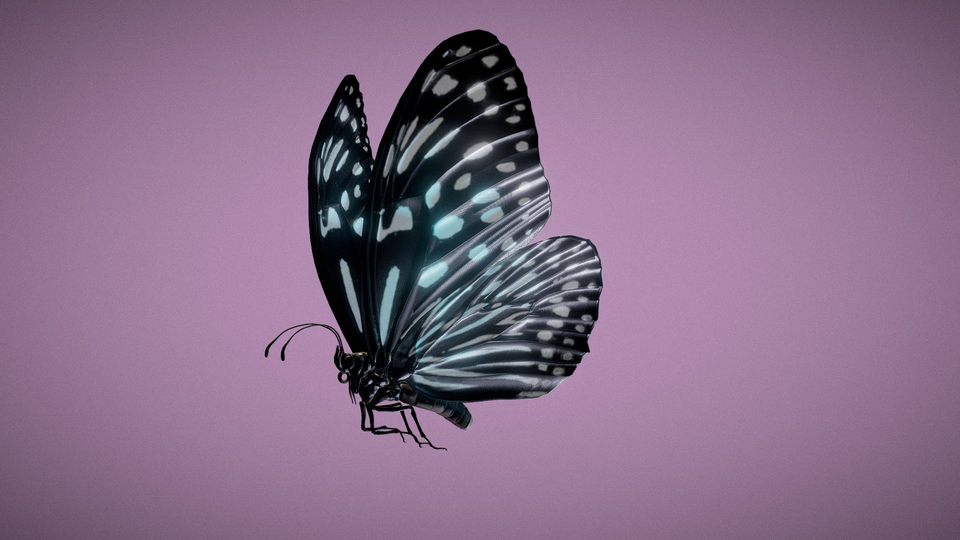 Butterfly Blue Tiger 3d model