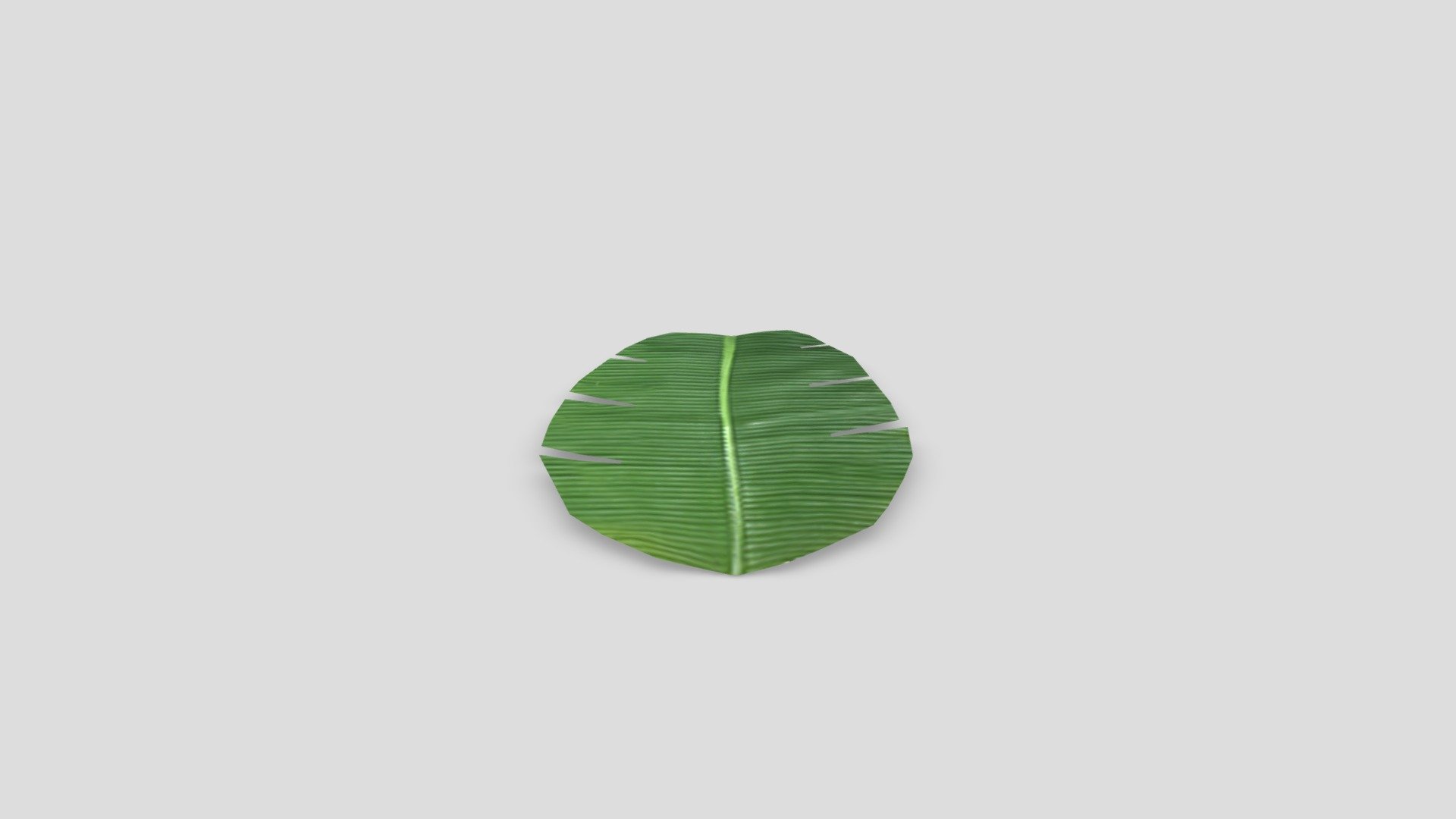 Indian Traditional Banana Leaf 3d model