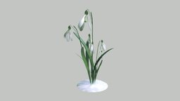 Galanthus (Snowdrop)