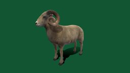 Desert Bighorn Sheep (Lowpoly)