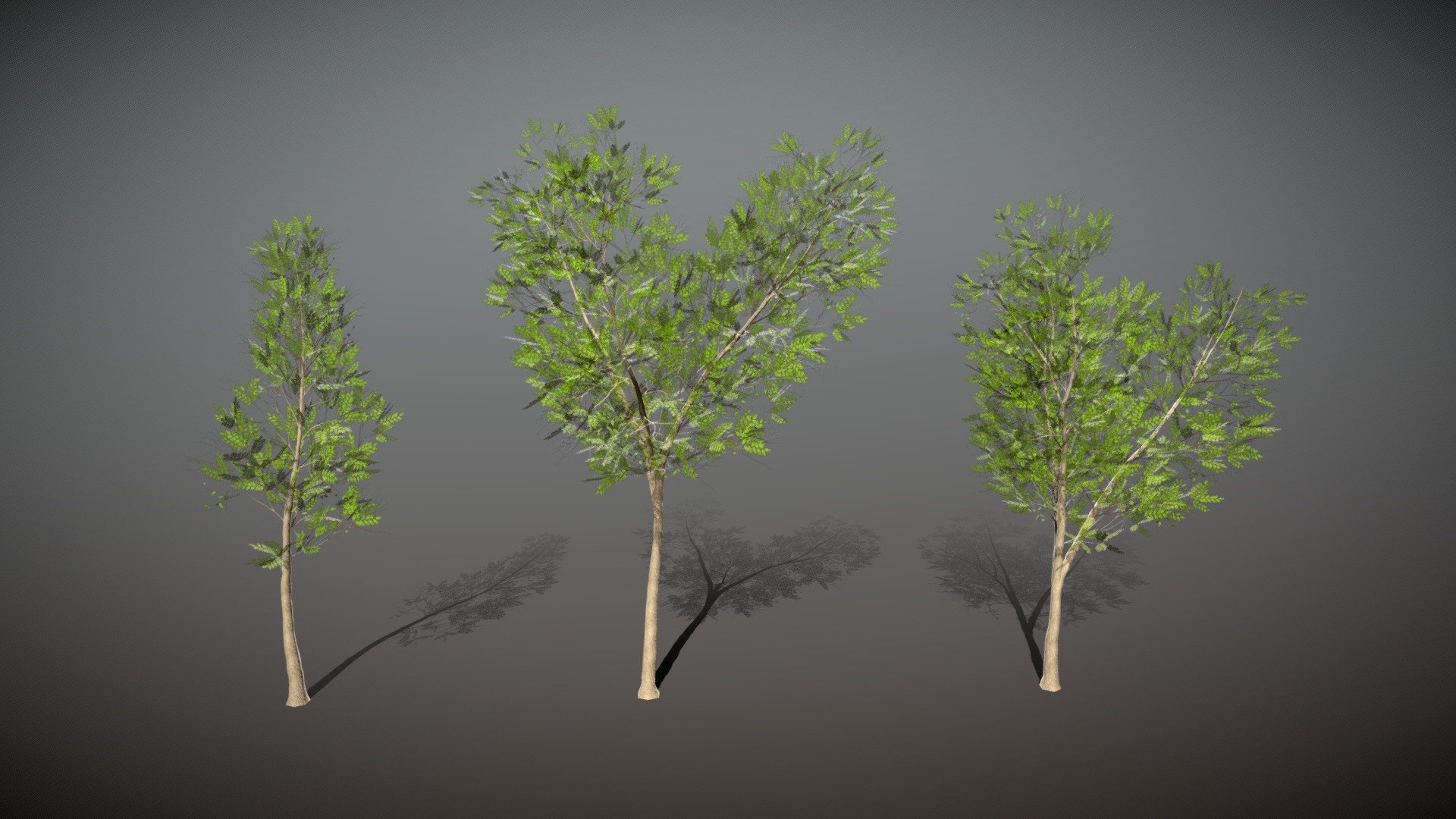 Locust Tree Pack 3d model