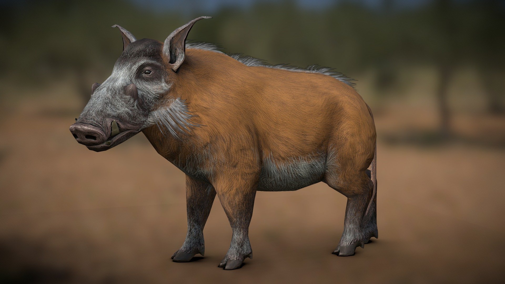 Red river hog (Potamochoerus porcus) 3d model