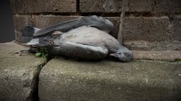 Dead pigeon 3D model