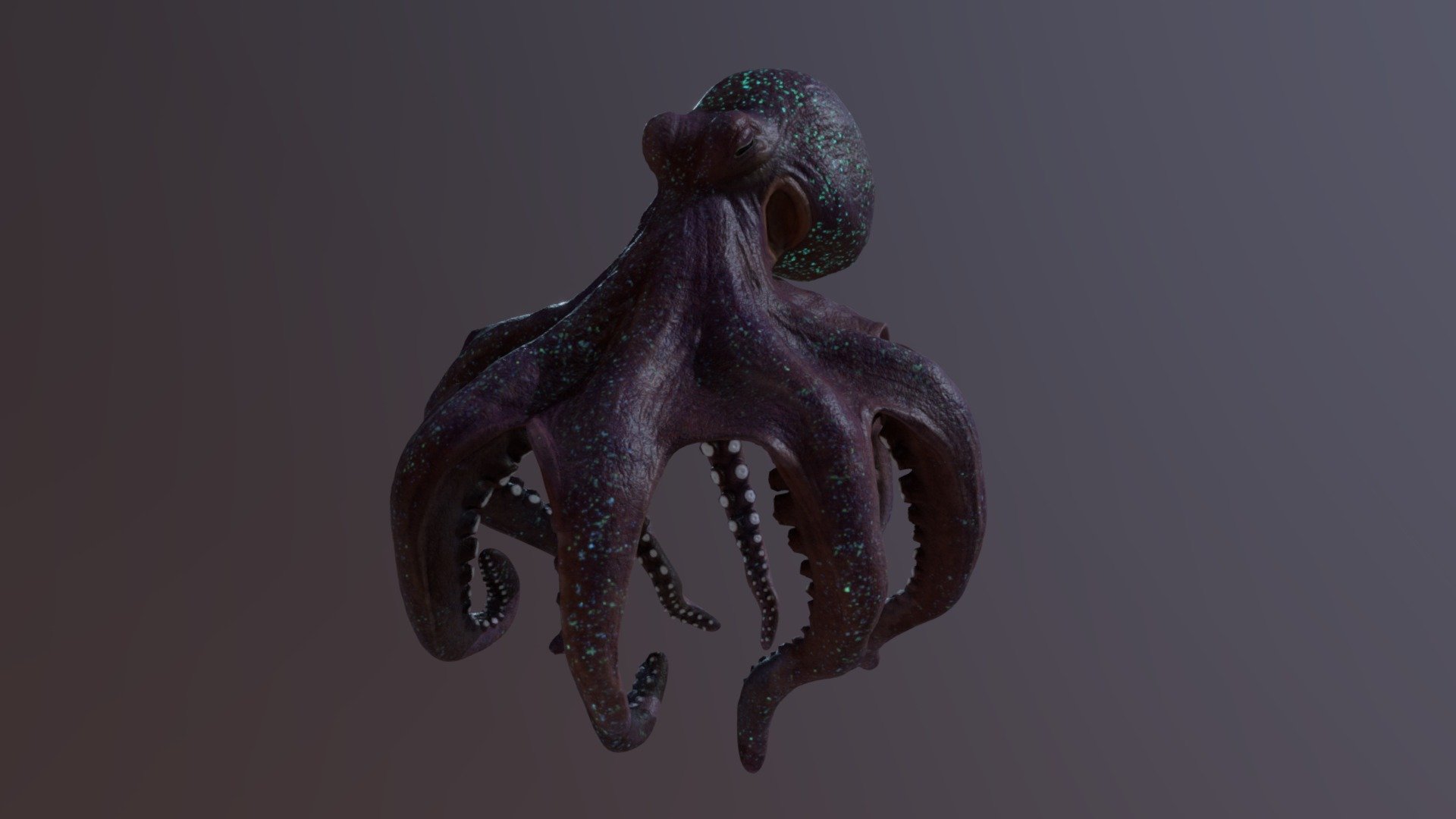 Squid 3d model