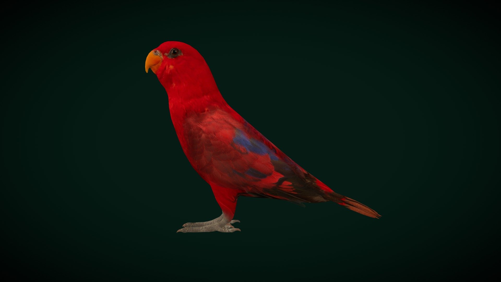 Red Lory Flamboyant Parrot Bird (Game Ready) 3d model