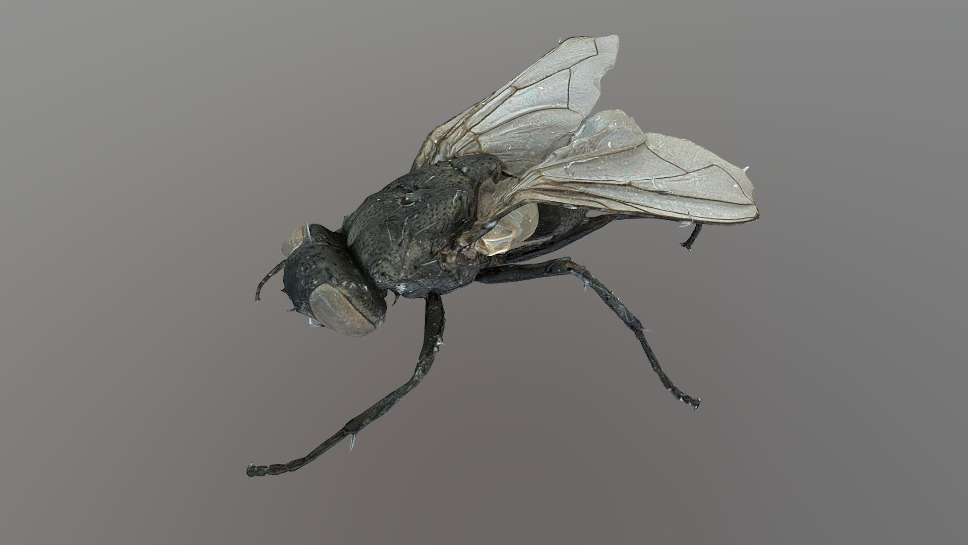 Musca domestica 3d model