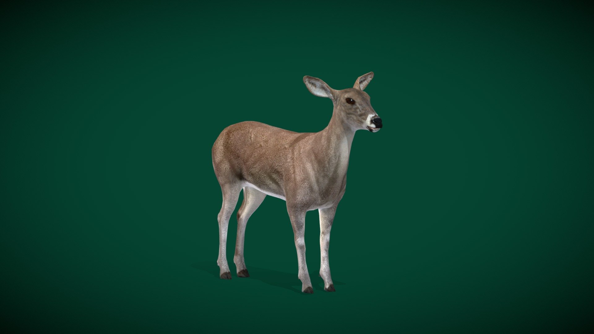 White Tailed Deer  Female (Lowpoly) 3d model