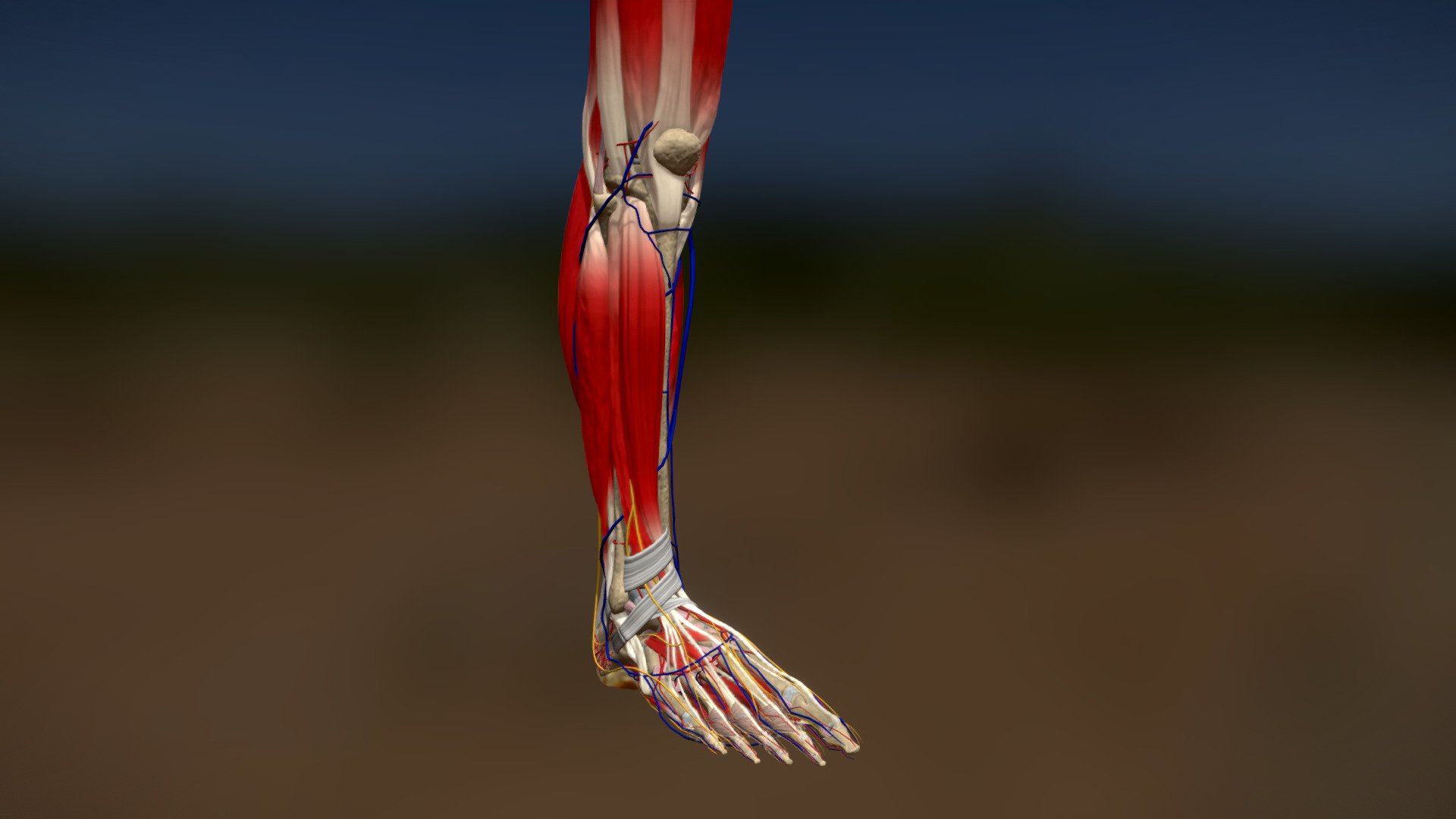 The Podiatrists Leg 3d model