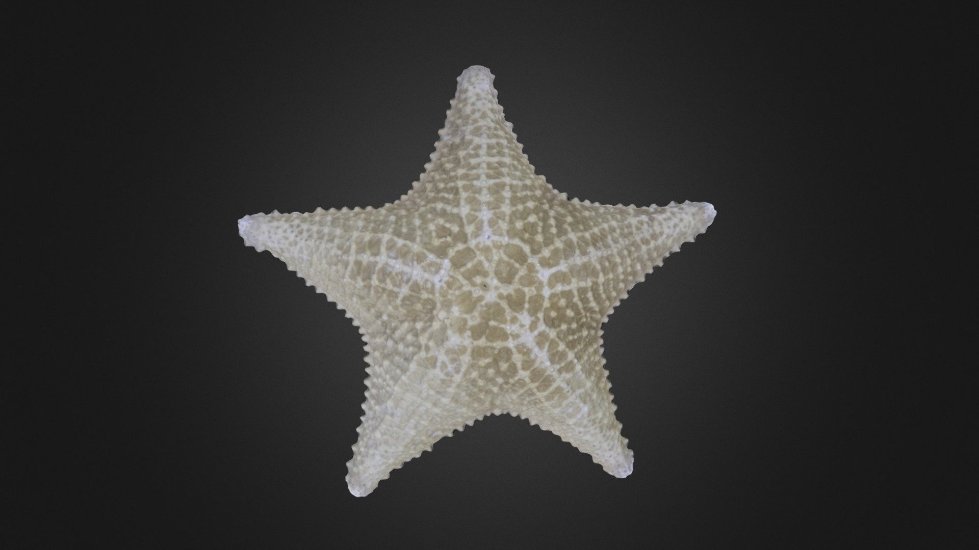 Asteroid: starfish or seastar 3d model