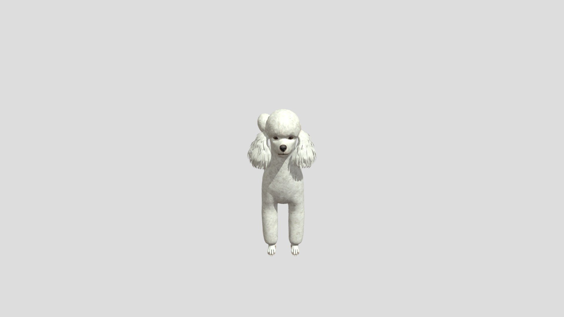 Dog Poodle 3d model