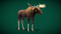 Eurasian Elk Moose Mammal  (Low Poly)