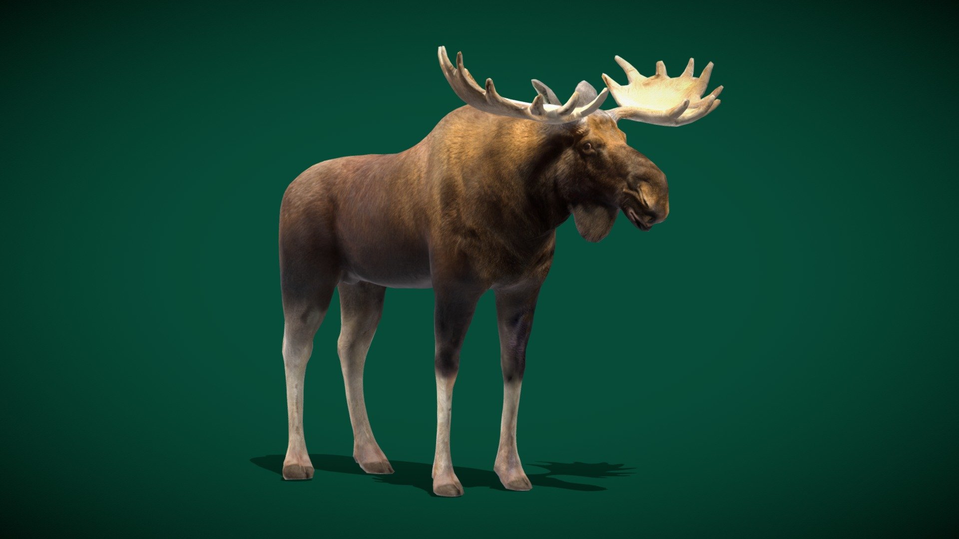 Eurasian Elk Moose Mammal  (Low Poly) 3d model