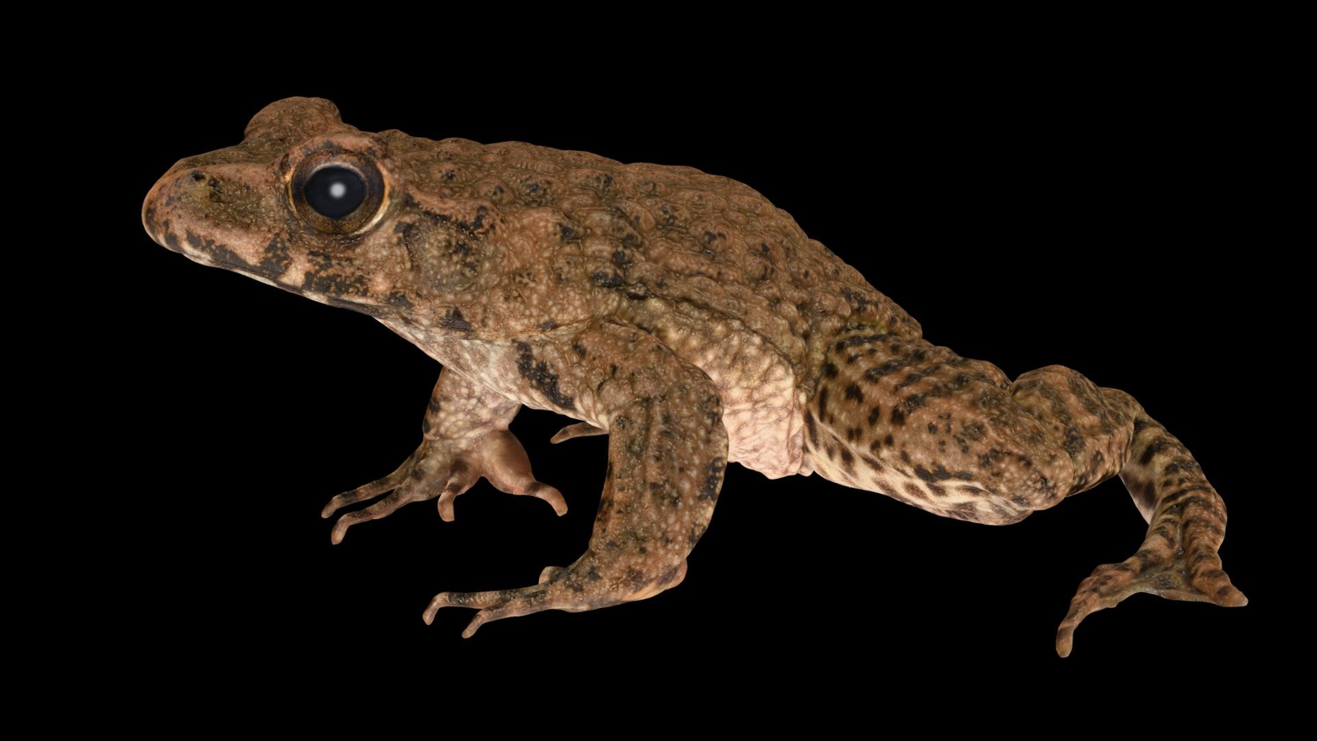 ツチガエル 🐸 ♂ Wrinkled Frog, Glandirana rugosa 3d model