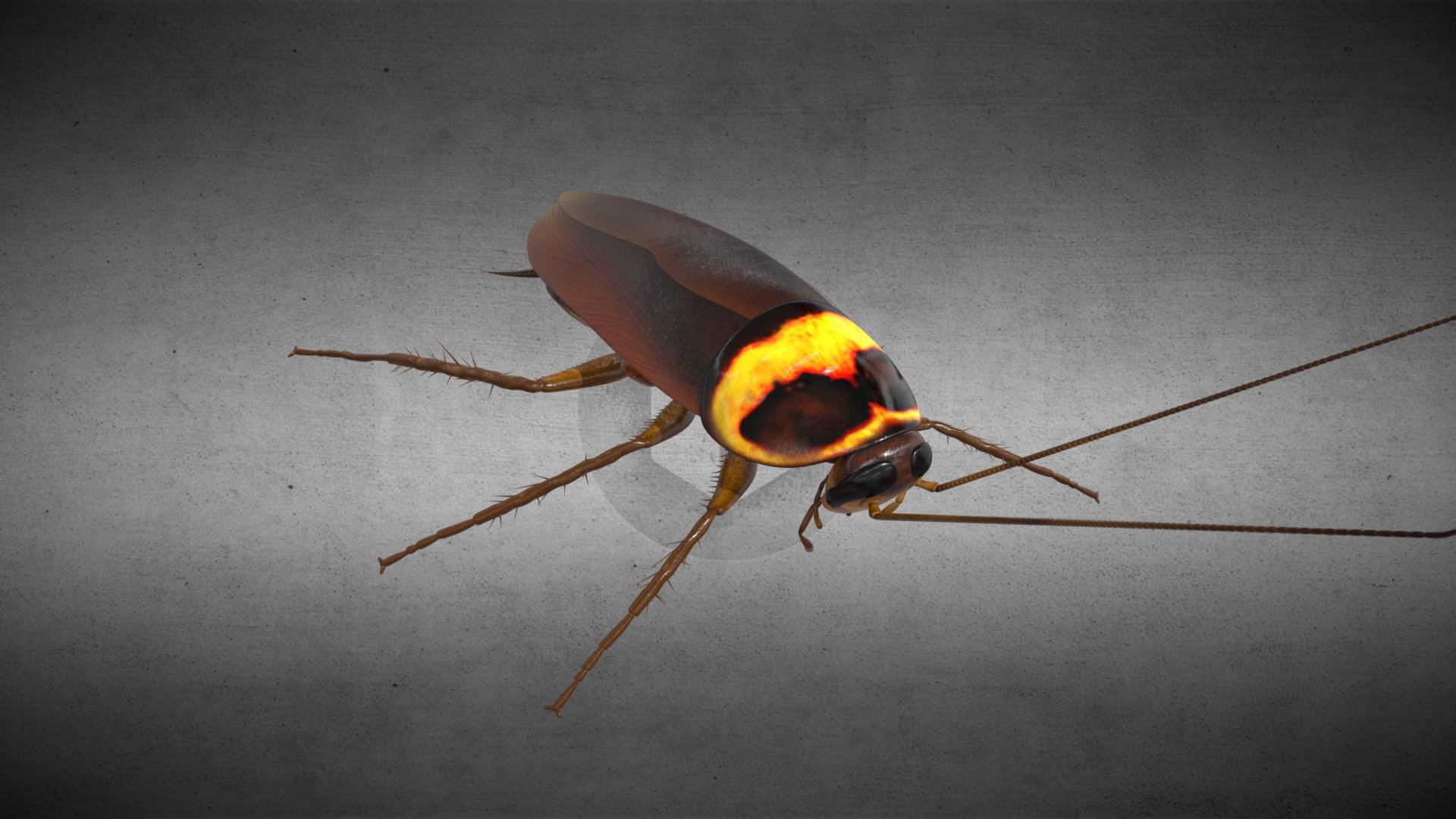 Cockroach 3d model