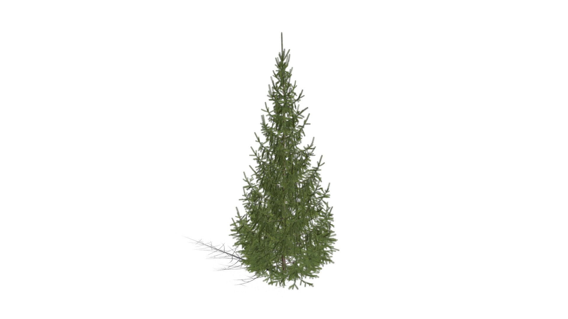 Realistic HD Norway spruce (2/43) 3d model