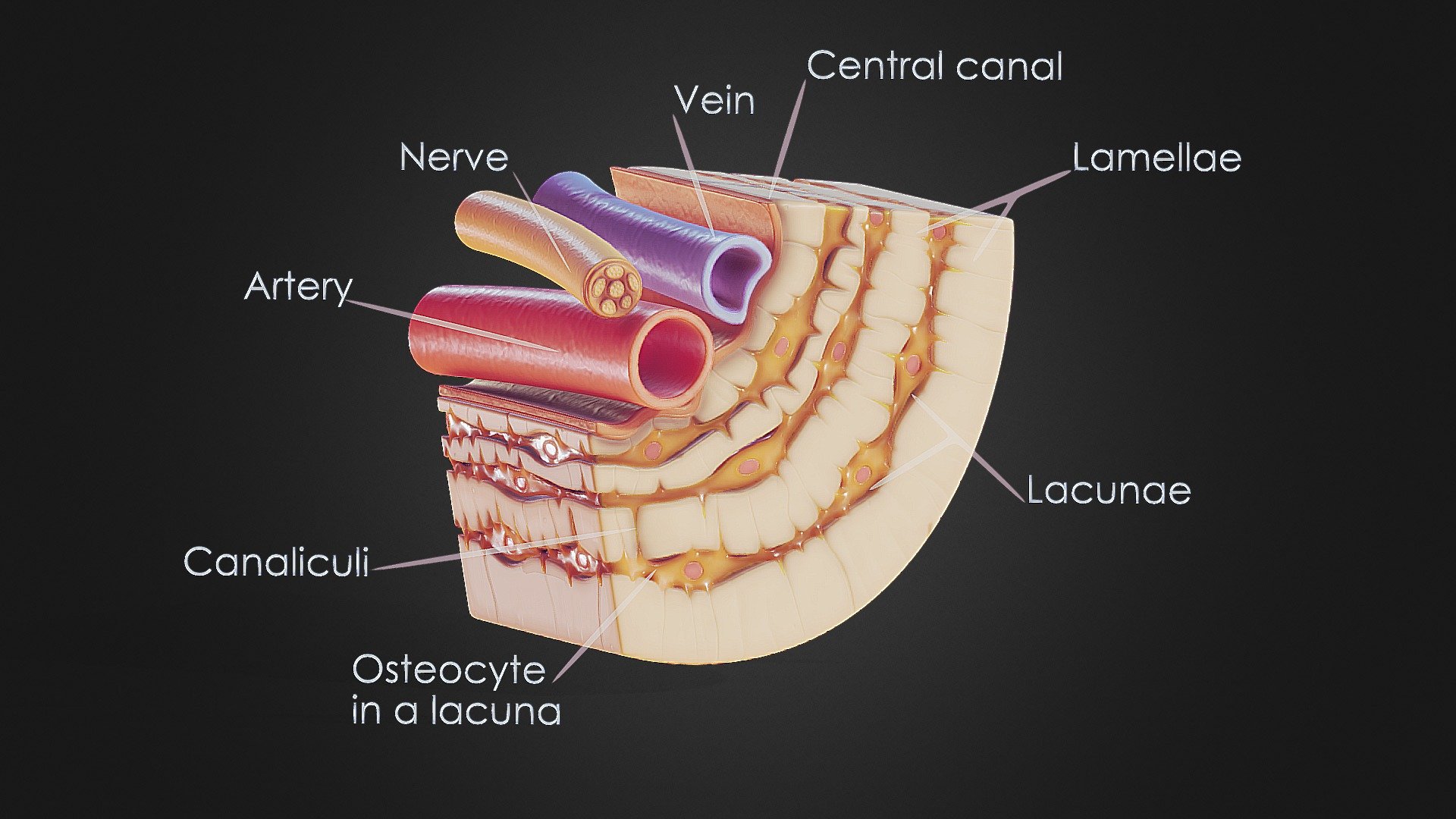 Osteocyte in compact bone Osteon 3d model