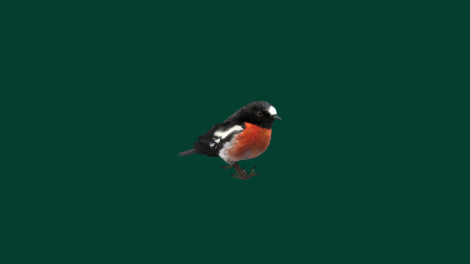 Scarlet Robin BIrds 3d model