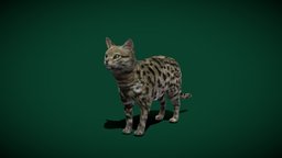 Black-Footed Cat (Endangered)