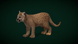 Baby Cougar Cub (Lowpoly)