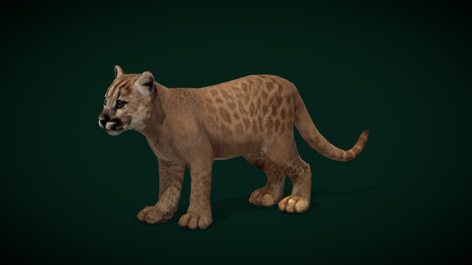 Baby Cougar Cub (Lowpoly) 3d model