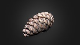 Scots Pine Cone, Sherwood Forest