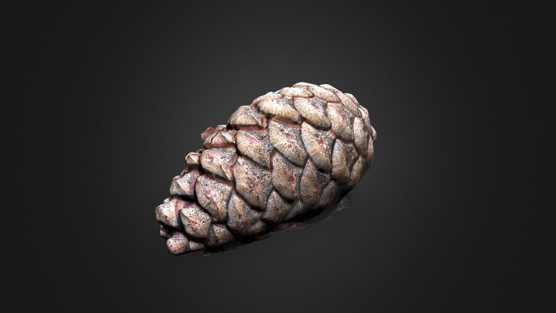 Scots Pine Cone, Sherwood Forest 3d model