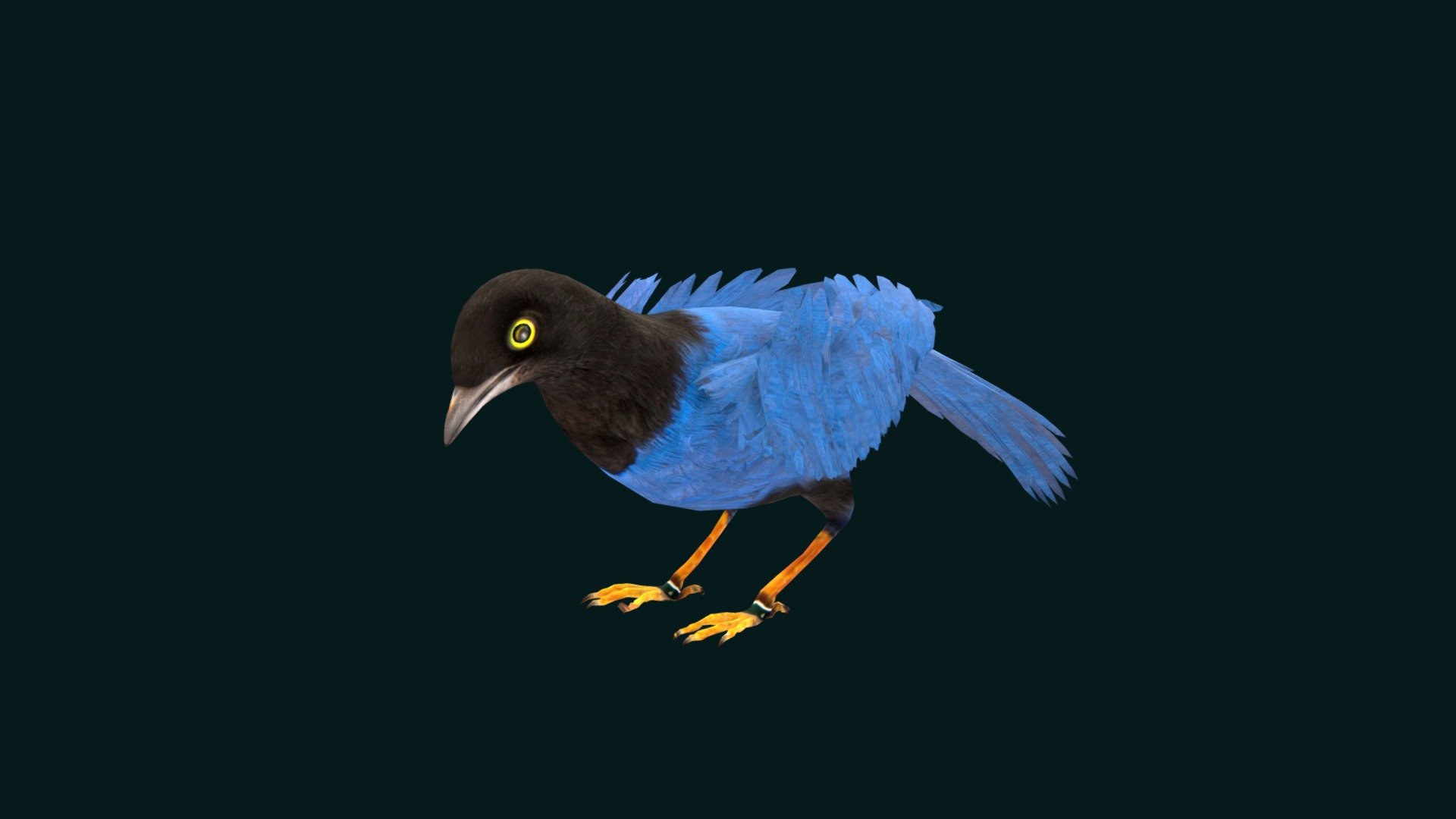 Purplish-backed Jay Bird 3d model