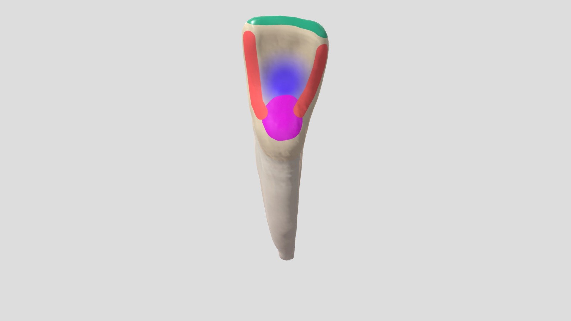 Mandibular incisor anatomy features 3d model