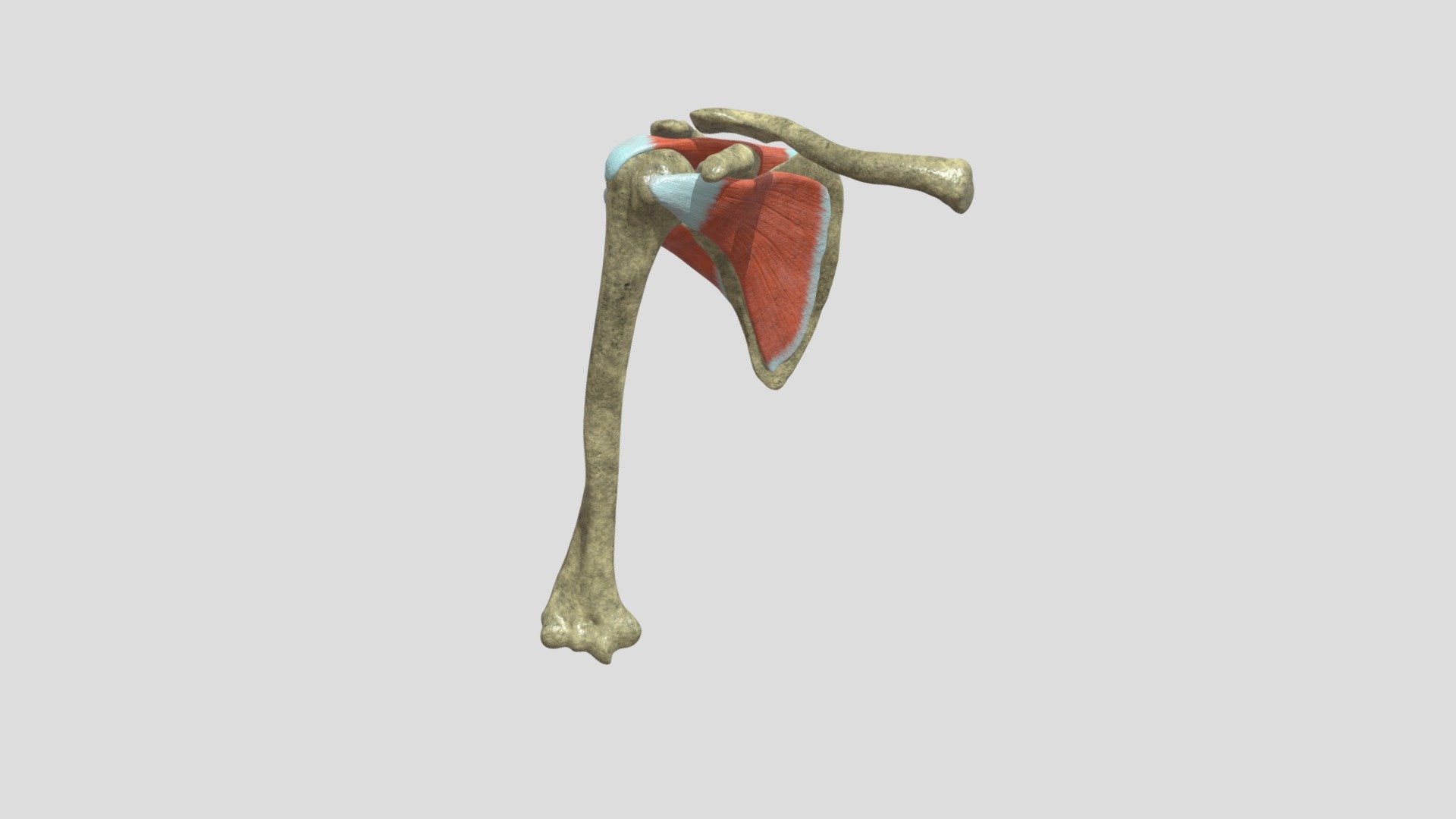 Rotator Cuff of the Human Shoulder 3d model