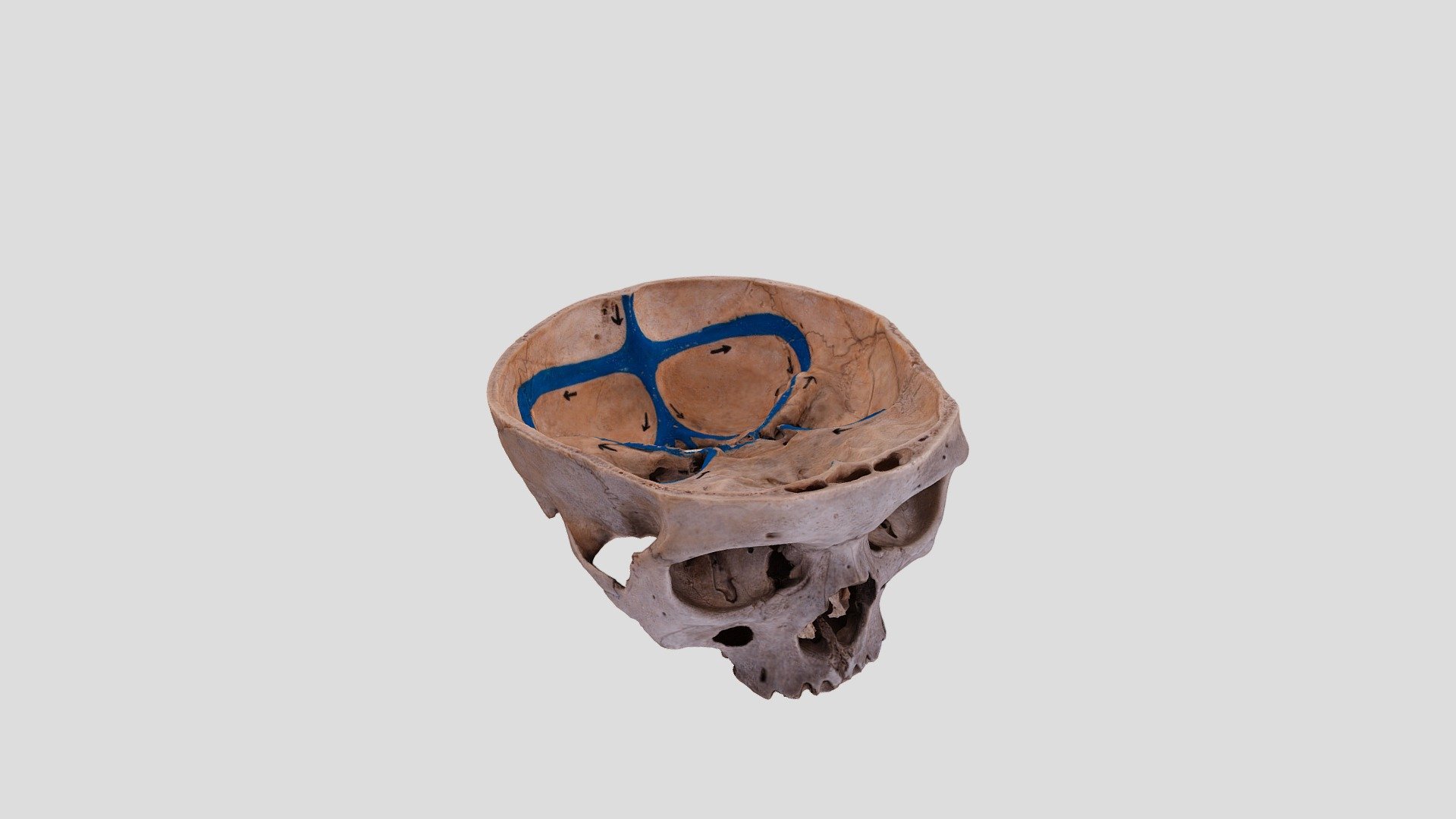 Dural sinuses 3d model