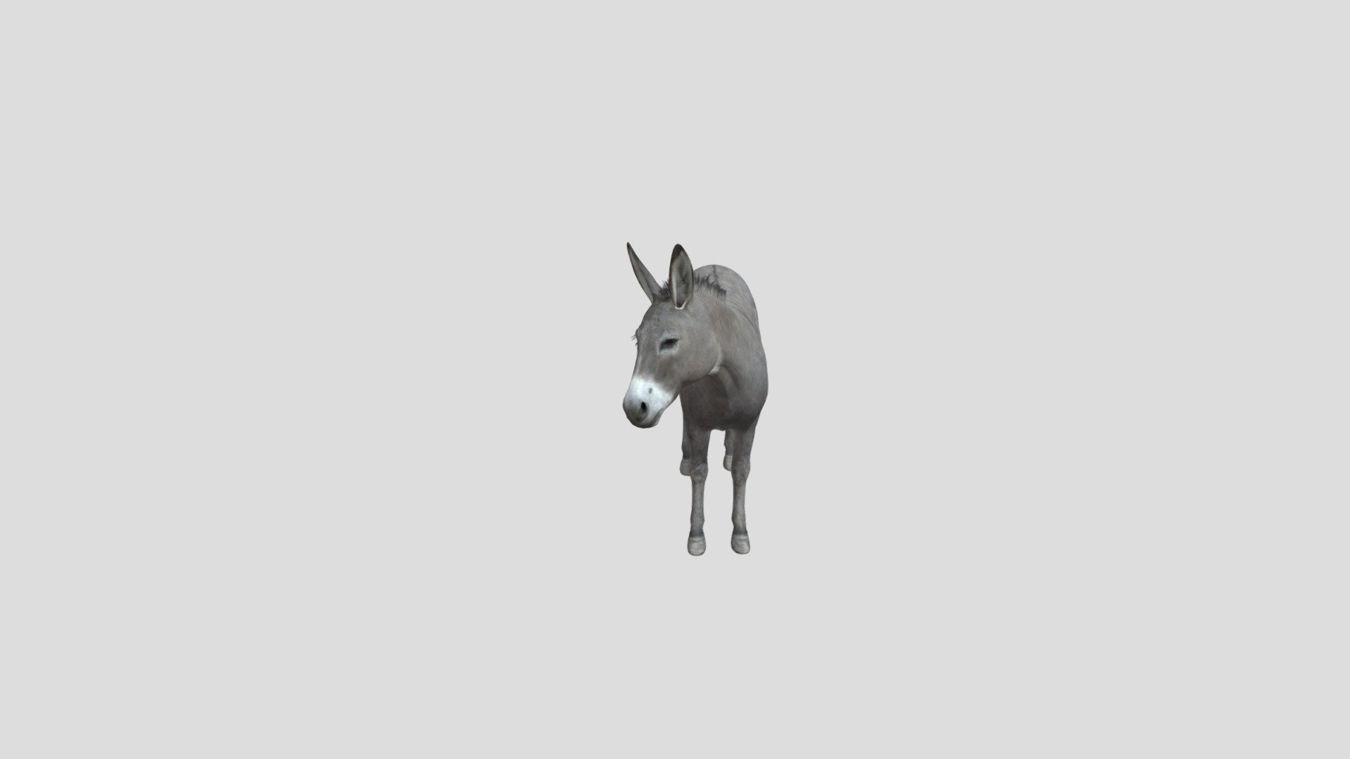 Donkey 3d model