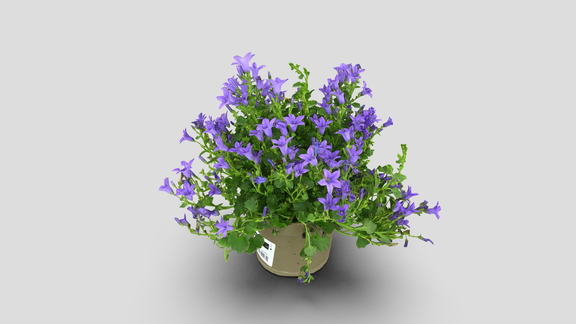 Campanula 3d model