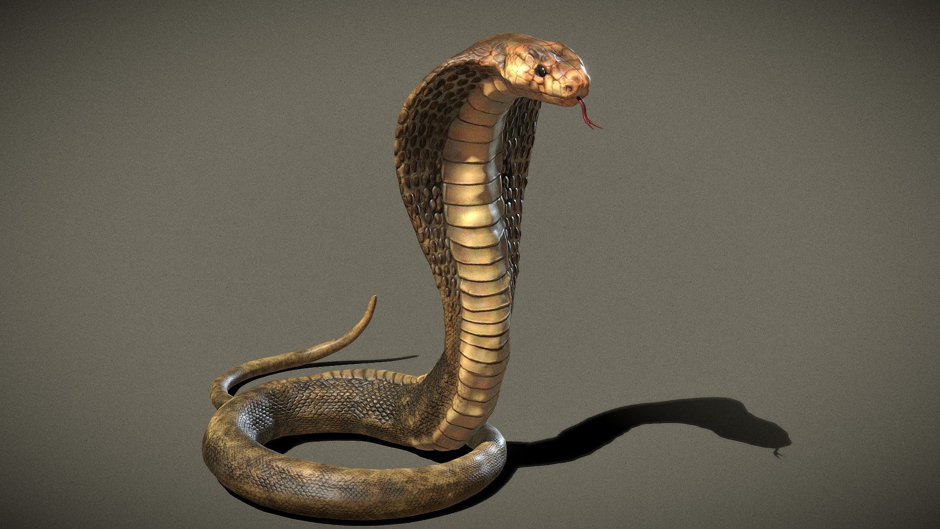 Naja Snake 3d model