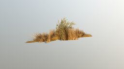 Dry Grass