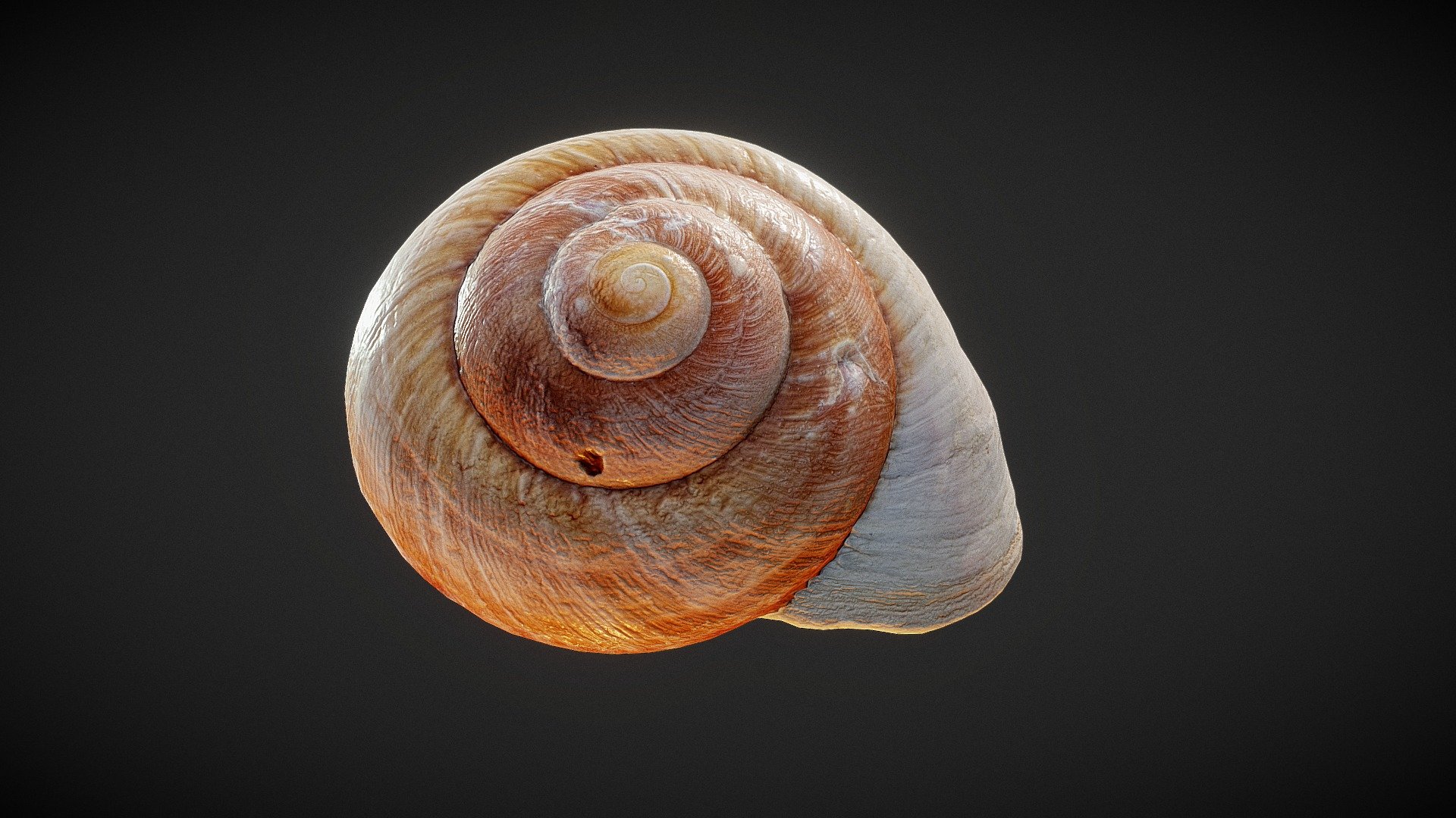 Shell 03 3d model