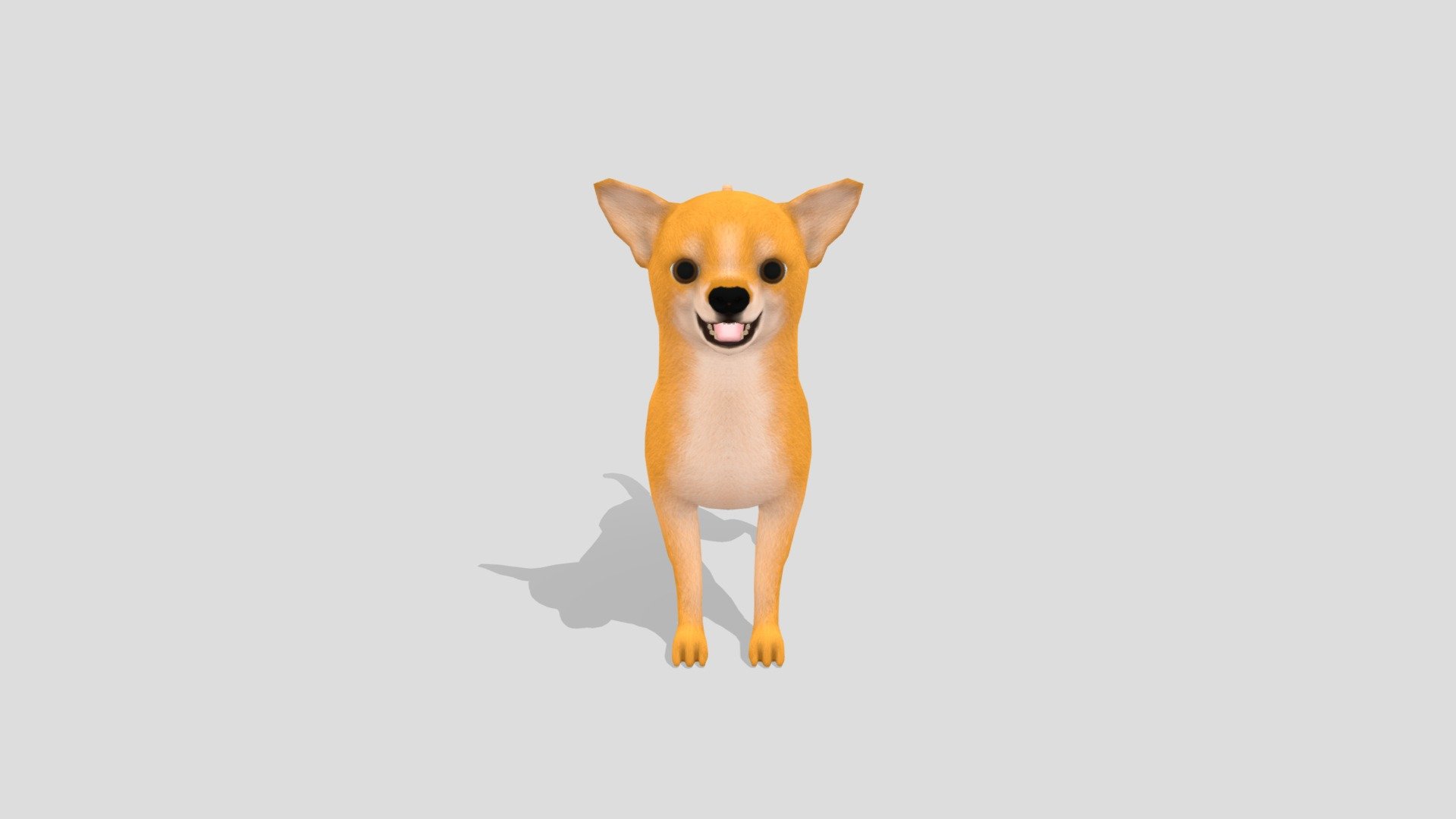 Chihuahua 3d model