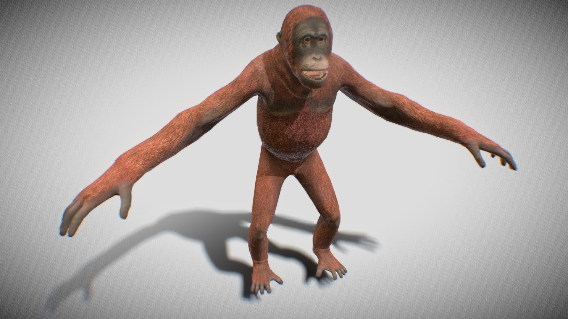 Orangutan 3d model