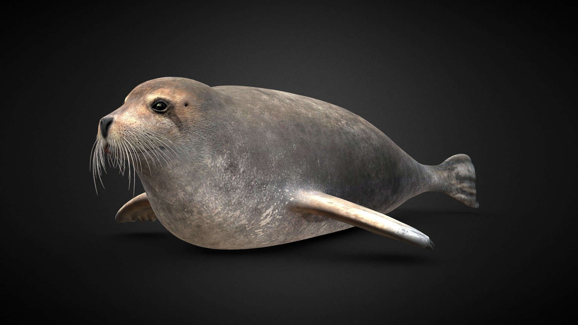 Blåsel (storkobbe) (Erignathus barbatus) 3d model