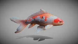 Koi Fish