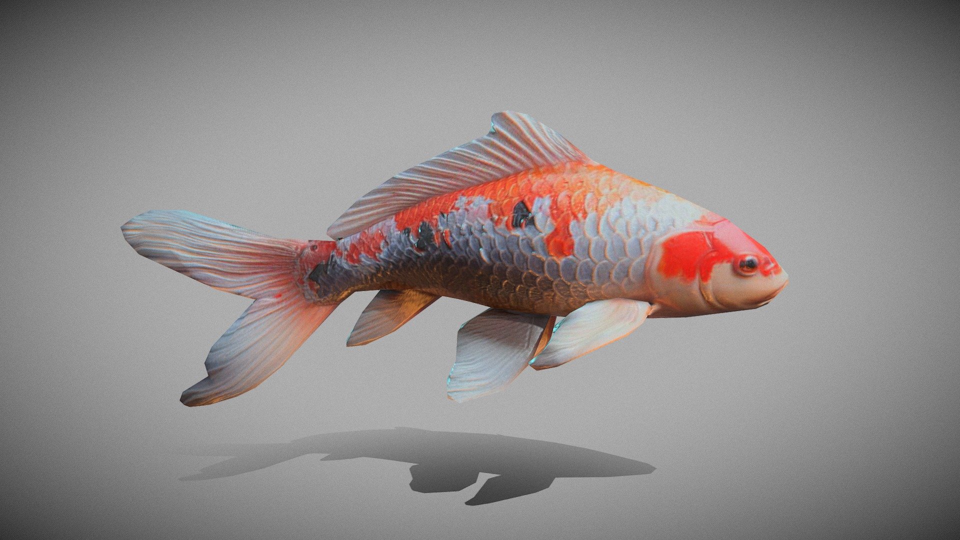 Koi Fish 3d model