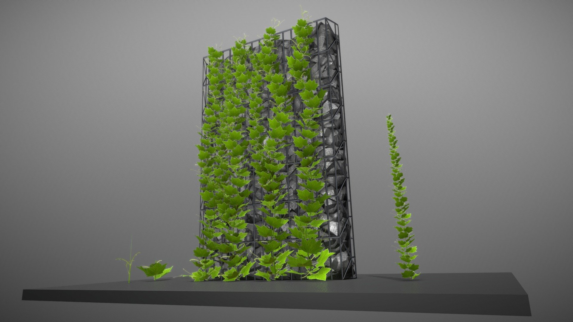 Vines 3d model