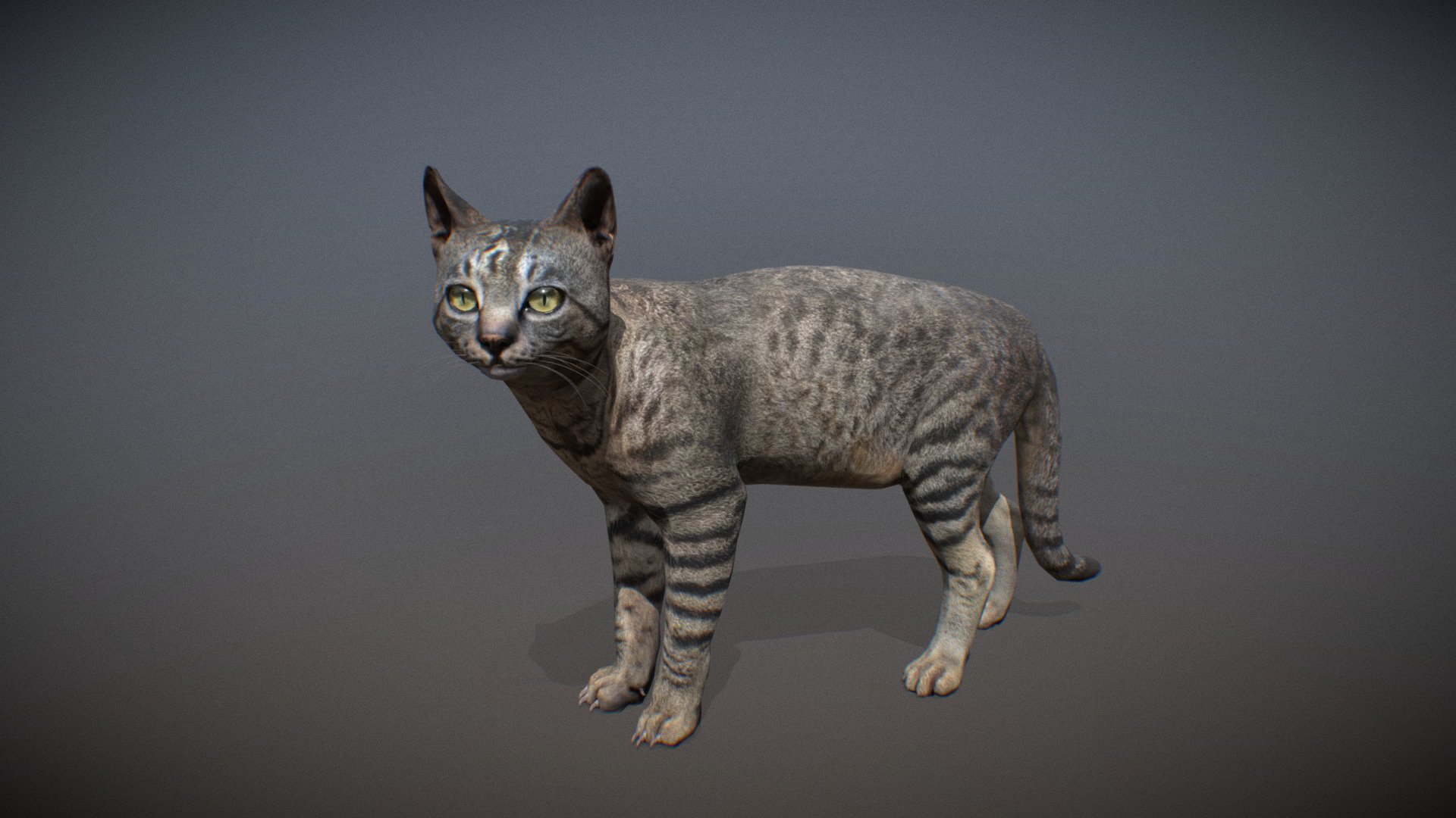 Animalia 3d model