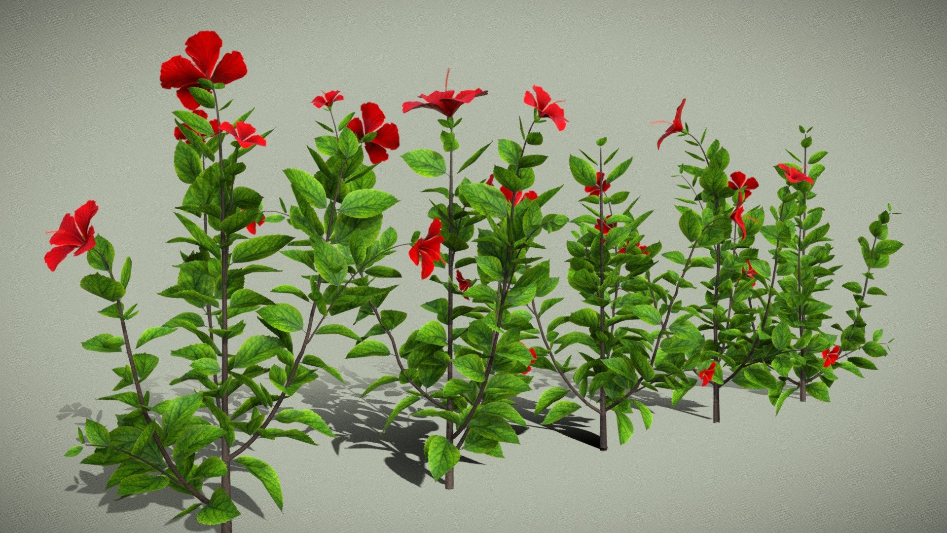 Hibiscus Plant Model 3d model