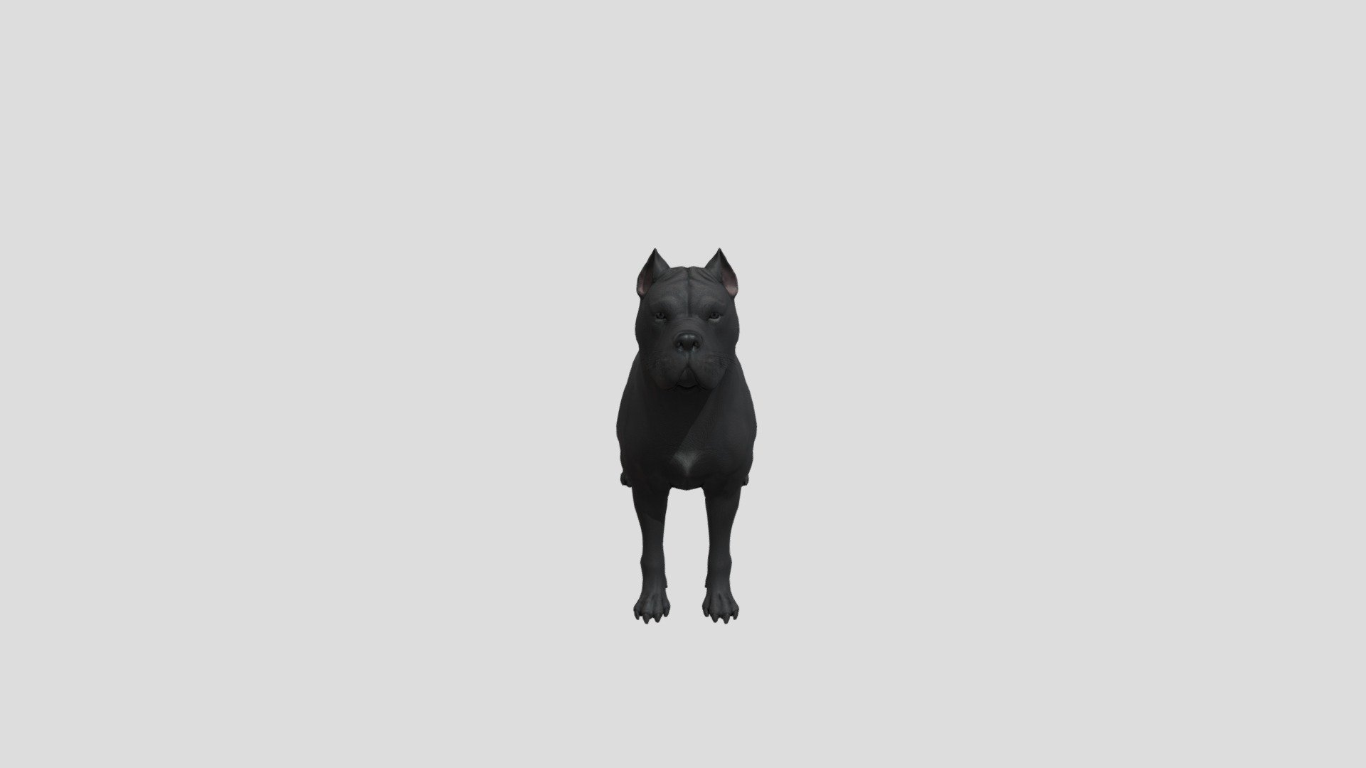 Dog Cane corso 3d model