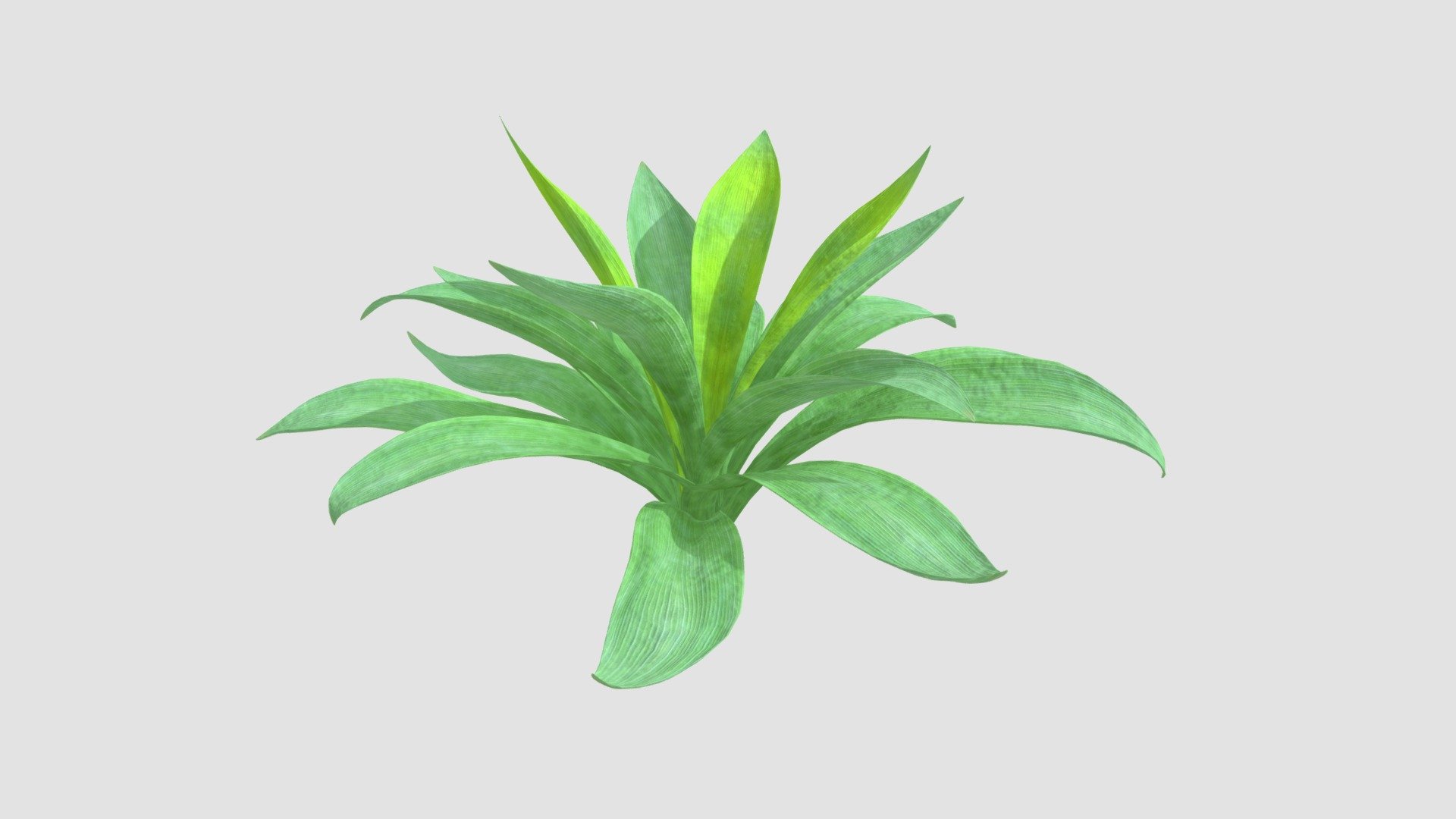 Agave Plant 3d model